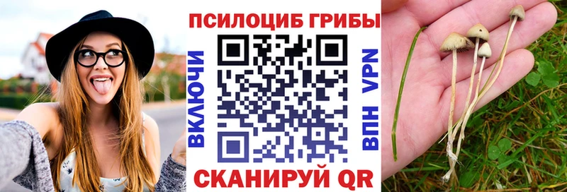 Галлюциногенные грибы Psilocybine cubensis  как найти   Абакан 